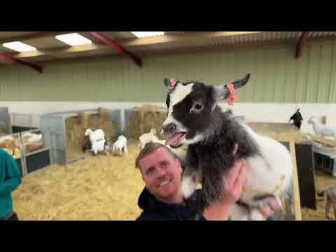 Behind the scenes of Dalscone Daily! We get goats ready to go to their new home