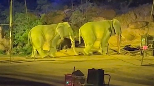 Elephants at Chinese theme park exposed as staff in costumes