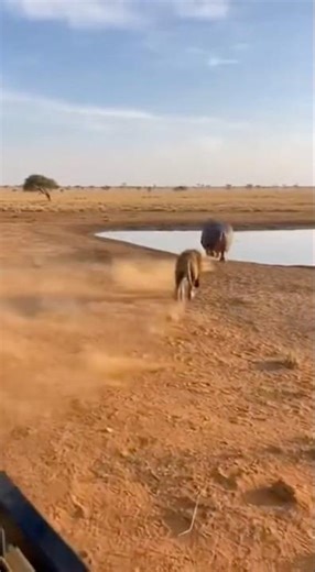 HIPPO VS LION: The Ultimate Territory Defense! 🦛🔥
