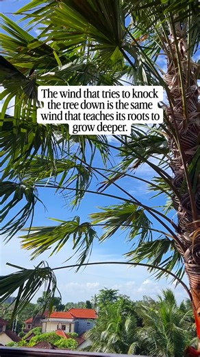 Trees exposed to wind actually grow stronger. The movement creates small mechanical stresses that signal the tree to develop deeper roots and stronger wood. This process is called thigmomorphogenesis. In other words, the same force that tries to push the tree over is also the force that helps it anchor itself more firmly in the ground. Nature is full of these quiet lessons: pressure, movement, and challenge often trigger growth and adaptation. Follow for more science inspired reflections from na