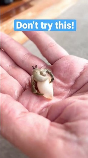 Cute Hermit Crab without shell!