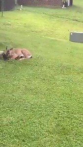 20M views · 967 reactions | Ron Brown of Charleston shared this video of a deer with its fawns. Eyewitness News would love to share your best video and pictures: https://wchstv.com/chimein | WCHS Eyewitness News | Facebook
