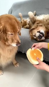 4.9K views · 61 reactions | https://url-shortener.me/15TO | A golden fam | Facebook