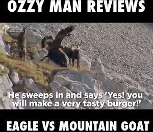 Ozzy Man reviews an eagle taking down a mountain goat and it's hilarious 󾌴󾌴 | LADbible