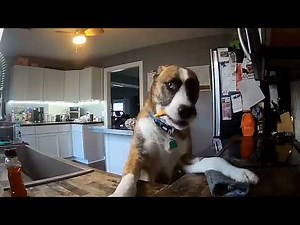 Show Us Your Baddies | HILARIOUS Naughty Pet Compilation