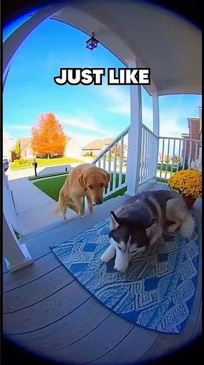 Dog was dying from sadness until his brother returned #dogs #emotional #heartwarming