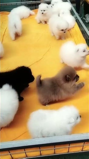 #CutePets#Shunsuke Pomi#Adorable#CutePetsCute dog#MyDream Dog#Adorable Puppy#SuperCute#small dog