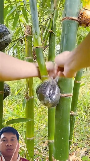 How are bamboo seedlings stimulated to root and grow?#bamboo #useful #shortvideo #youtubeshort