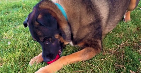 KONG® Extreme Ball Puncture Resistant Dog Toy for Power Chewers, Medium/Large, for Dogs Between 30-65 lbs