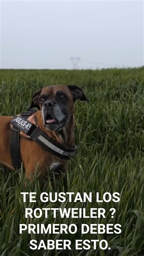 ANTES de TENER un ROTTWEILER: mira ESTO. #shorts #perros #rottweiler #parati #curiosidades