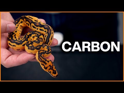 CARBON - New Ball Python Project!