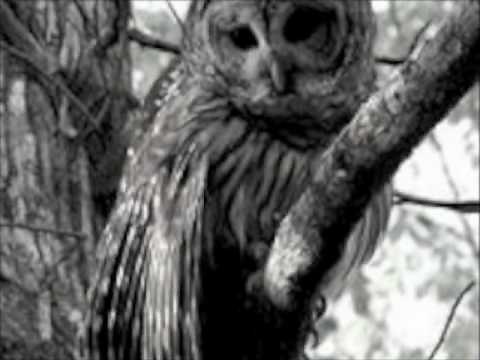 Greg Brown Hillbilly Girl