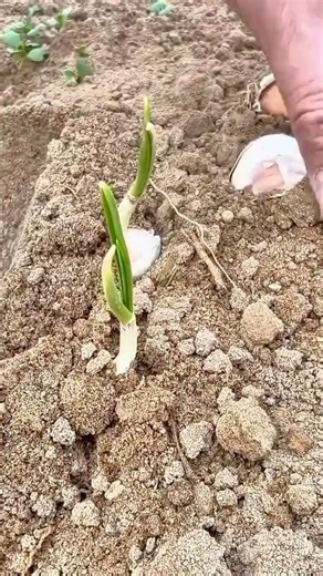 techniques for planting garlic manually correctly
