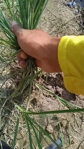 Title — RAW ASMR | Weed Pulling Sounds