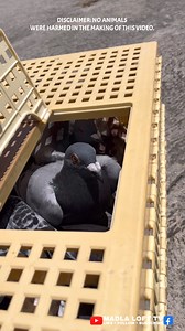 33K views · 666 reactions | 10am self training ng kalapati namin 酪 #madlaloft #madlalofttv #ibon #bird #kalapati #pigeon #dagit #manok | MADLA LOFT TV | Facebook