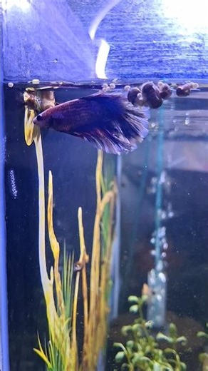 beta fish #bluebettafish #fish #aquarium #fishaquarium #2025 #2025shorts