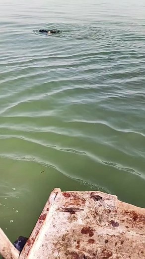 Ducks Swimming in a Natural Water Environment