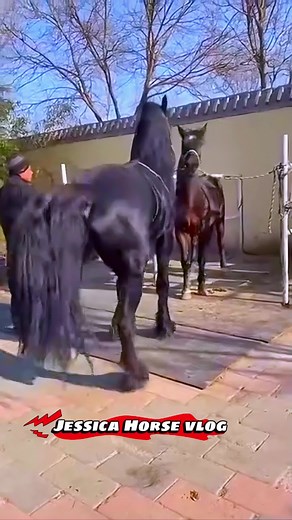 Jessica horse vlog on TikTok