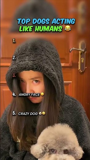 Top Dogs Acting Like Humans 😂