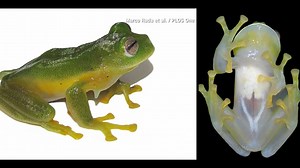 'Glass frog': Newly discovered frog species has see-through belly