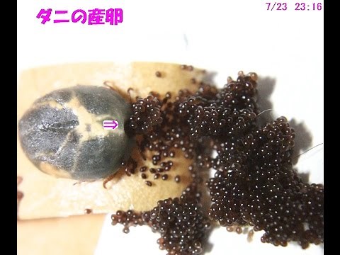 ダニの産卵
