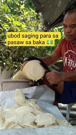 ad ad ubod saging para sa baka #music #cow #farming101 #cattlefarming
