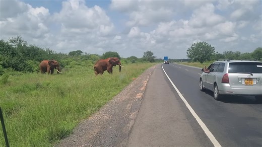 Explore the Majesty of Elephants in Tsavo East National Park