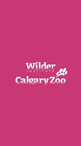 25K views · 959 reactions | Someone is a determined little tapir! 朗 Our Malayan tapir calf ‘Nyawa’ is certainly growing bigger and stretching with all her might to reach those last delicious leaves on this piece of browse!  Keep watching our channels for all #WatermelonBabyYYC updates!  #YourZooYYC #WatermelonBabyWednesday | The Calgary Zoo | Facebook
