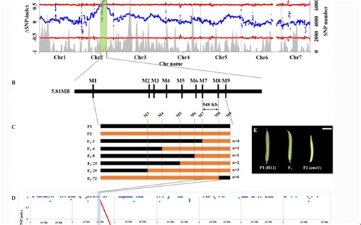 QTL定位文章梳理-QTLseq常用套路