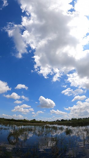 Water Still, Life Moves – Snails & Crabs in Calm Nature 🐌🦀 #nature #flooded #niceplaces #fields | Nice View HD