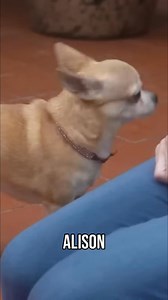 See how Alison helps this dog feel more comfortable. Using positive reinforcement and a gentle voice, they build a stronger bond, one interaction at a time. #ItsMeOrTheDog #Dogs #DogTraining #PositiveReinforcement #DogBehavior #DogBonding #ComfortableDog | Me Or The Dog