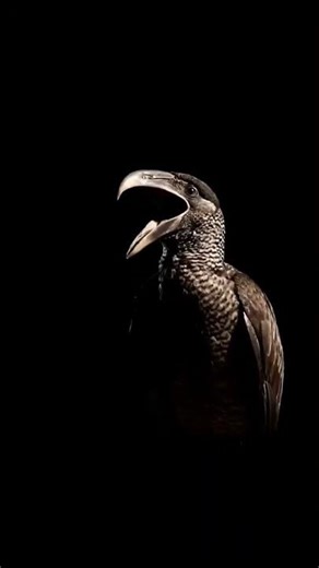 Channel billed Cuckoo #animals #animalsounds