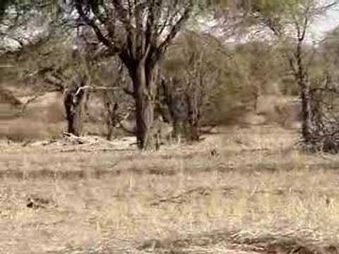 Kudu Hunt in Namibia, Africa