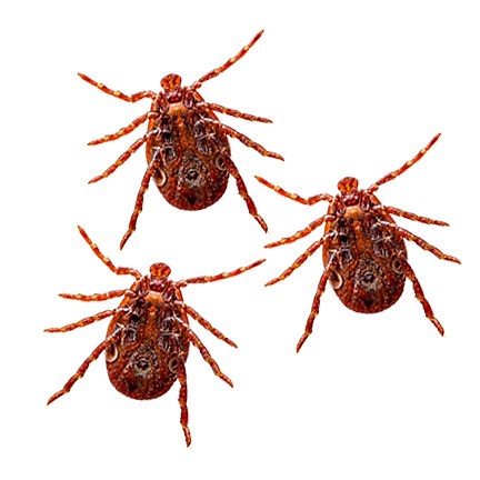Mite Identification and Treatment Tips
