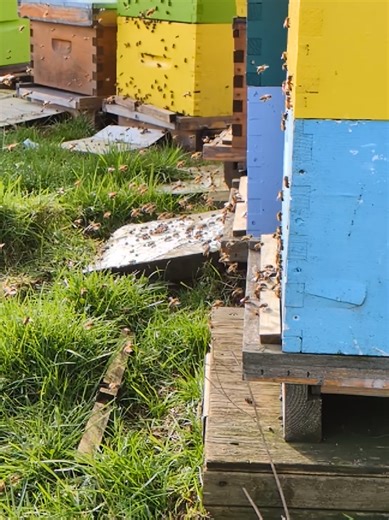 Slow mo Honeybees - Feb 4 #bees #hive #fyp #winter #canada
