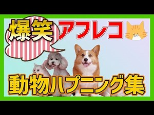 【爆笑】動物おもしろアフレコ集🤣あり得ないことをする犬、猫・おもしろ犬、猫・ハプニング集