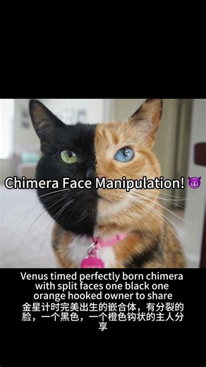 Real or Fake? The Mystery of Venus the Two-Faced Cat #cat #funny #catvideos