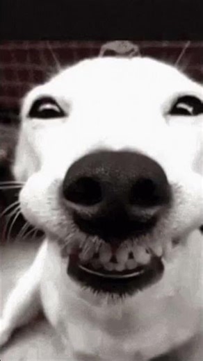 M regalas un comentario o like por favor 🙏🏻