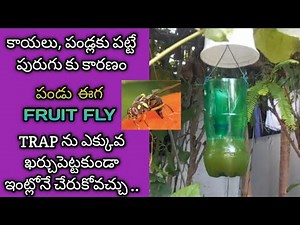107.How to make FRUIT FLY TRAP at home.