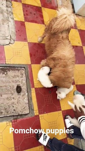 Pomeranian x Chow chow puppies playing with mother ...please subscribe to my channel 🙏