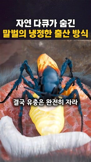 자연 다큐가 숨긴 말벌의 냉정한 출산 방식