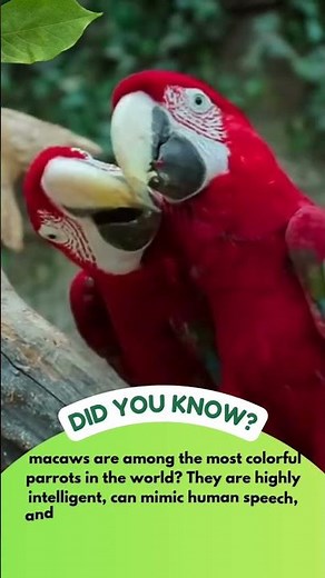 🦜 Fun Facts About Macaw Parrots!