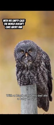 This Owl is full of blank stares #owl #animals #animal #birds #shorts #savana