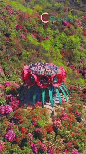 A sea of rhododendrons in Bijie, Guizhou Province
