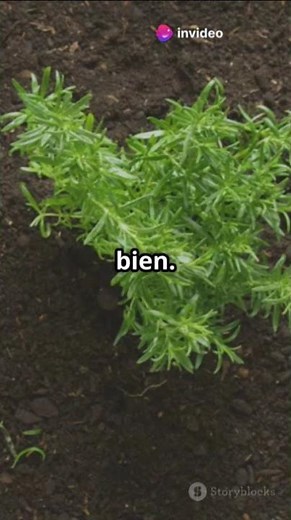 How to grow rosemary at home
