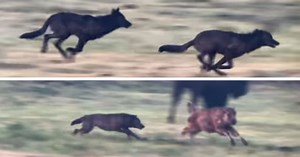 Baby bison's narrow escape from a pack of wolves on the hunt