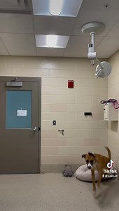 2.6K views · 96 reactions | Meet Sable!!! This sweet girl is 1! She is a beautiful hound mix. Sable has come so far since she first got here, just look how much she loves her toys and how much fun she is having!!! To meet stable contact 248-858-1070.￼￼ | Oakland County Animal Control & Pet Adoption Center | Facebook