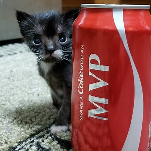 27M views · 170K reactions | Watch the smallest kitten you've ever seen grow up into the cutest little 3-pound cat    | Little But Fierce by The Dodo | Facebook