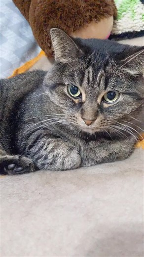 Six Unique Superpowers of Cats Explained