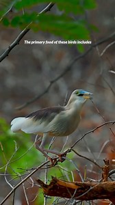 3.3K views · 24 reactions | Pond Heron . . . . #viralpost2024 #wildlifeplanet #birdphotography #birds #birdlife #wildanimals #birdwatching #documentary | Ayoub Nayiak Wildlife Photographer | Facebook
